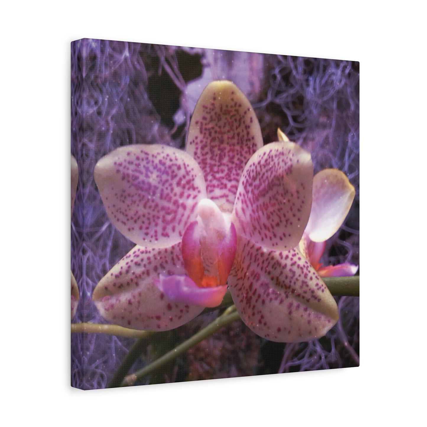 Twilight Orchid