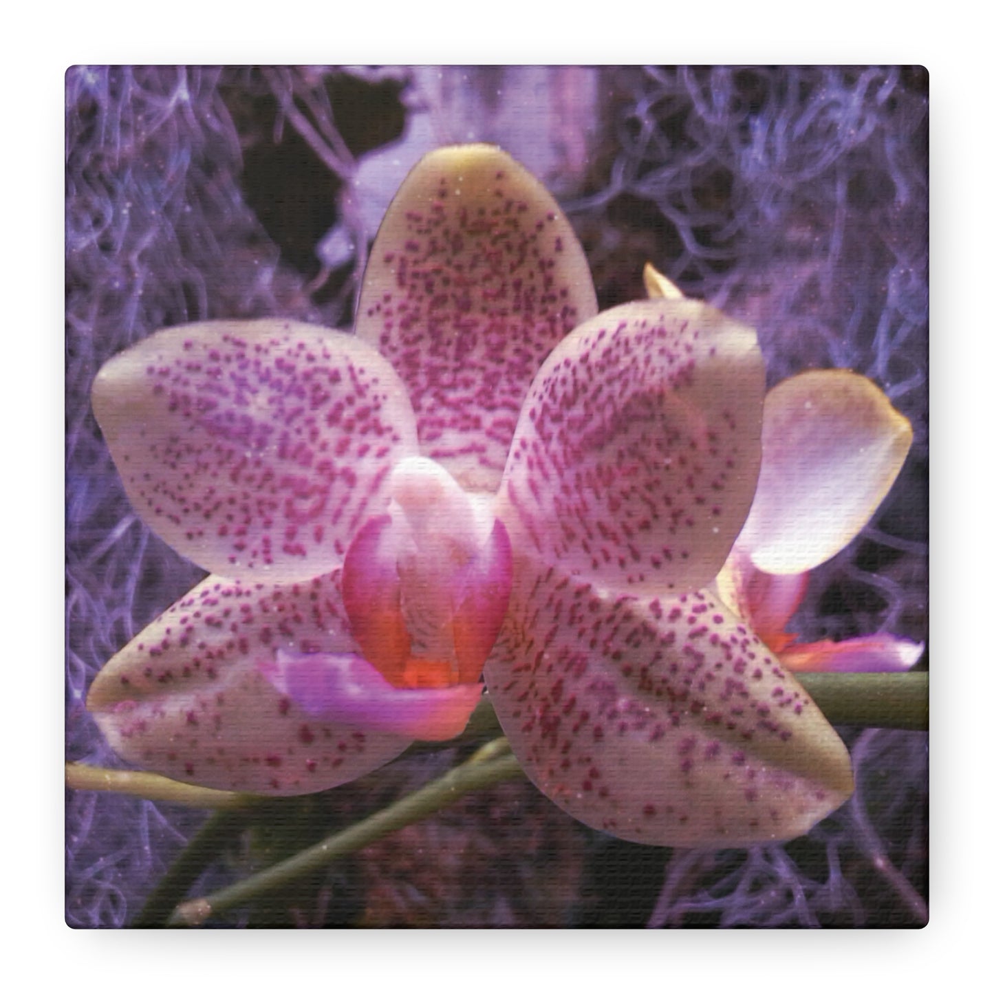 Twilight Orchid