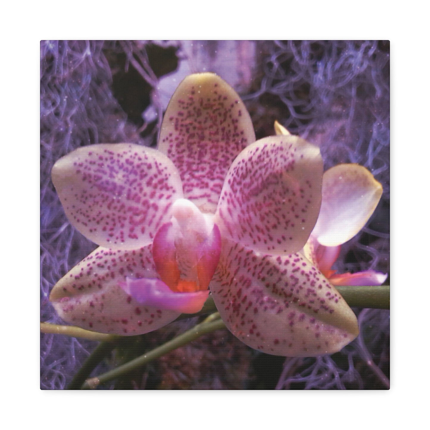 Twilight Orchid