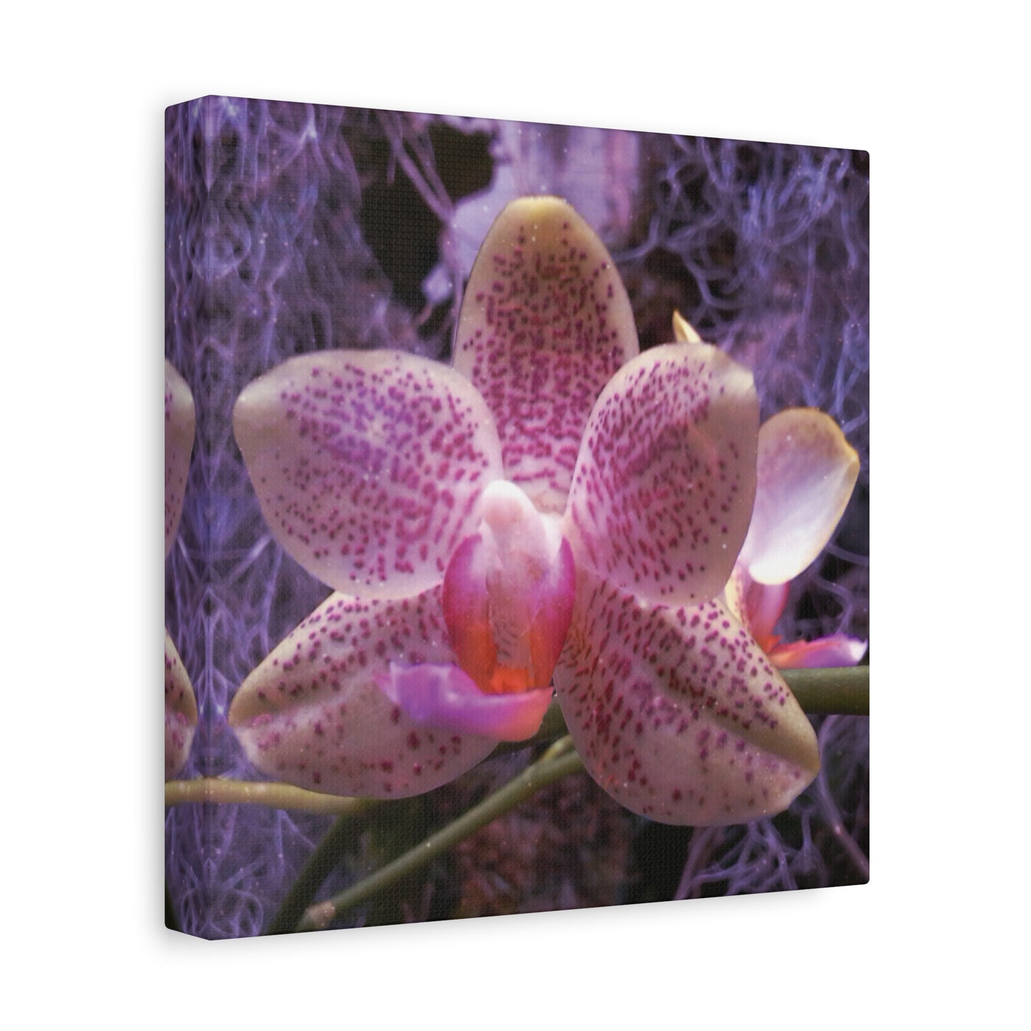 Twilight Orchid