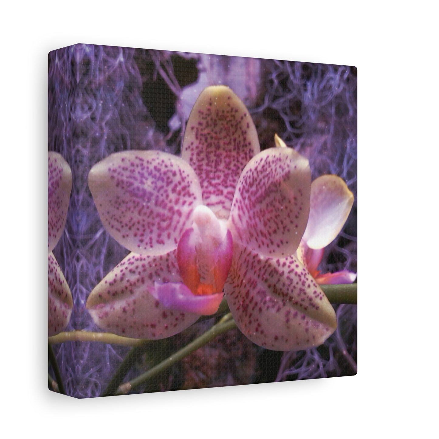 Twilight Orchid